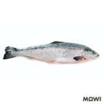 mowi Salmon